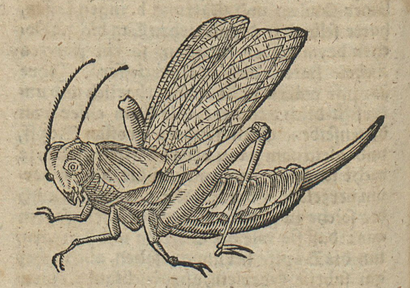 Tractat von Heuschrecken Stich einer Heuschrecke